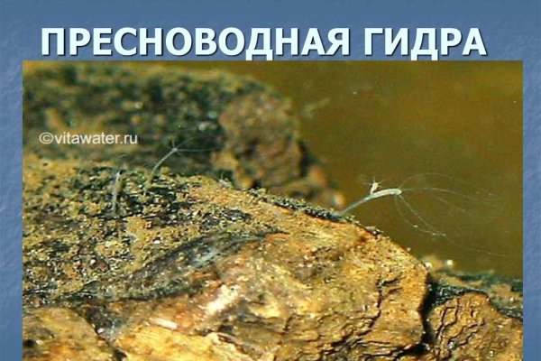 Кракен даркент