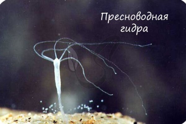 Кракен сайт вход kraken torion