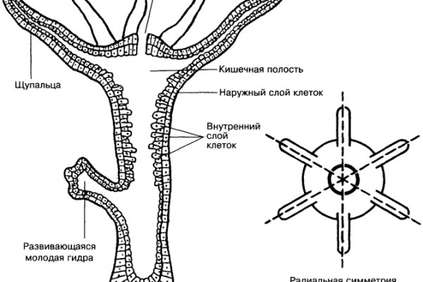 Кракен маркет только через тор скачать